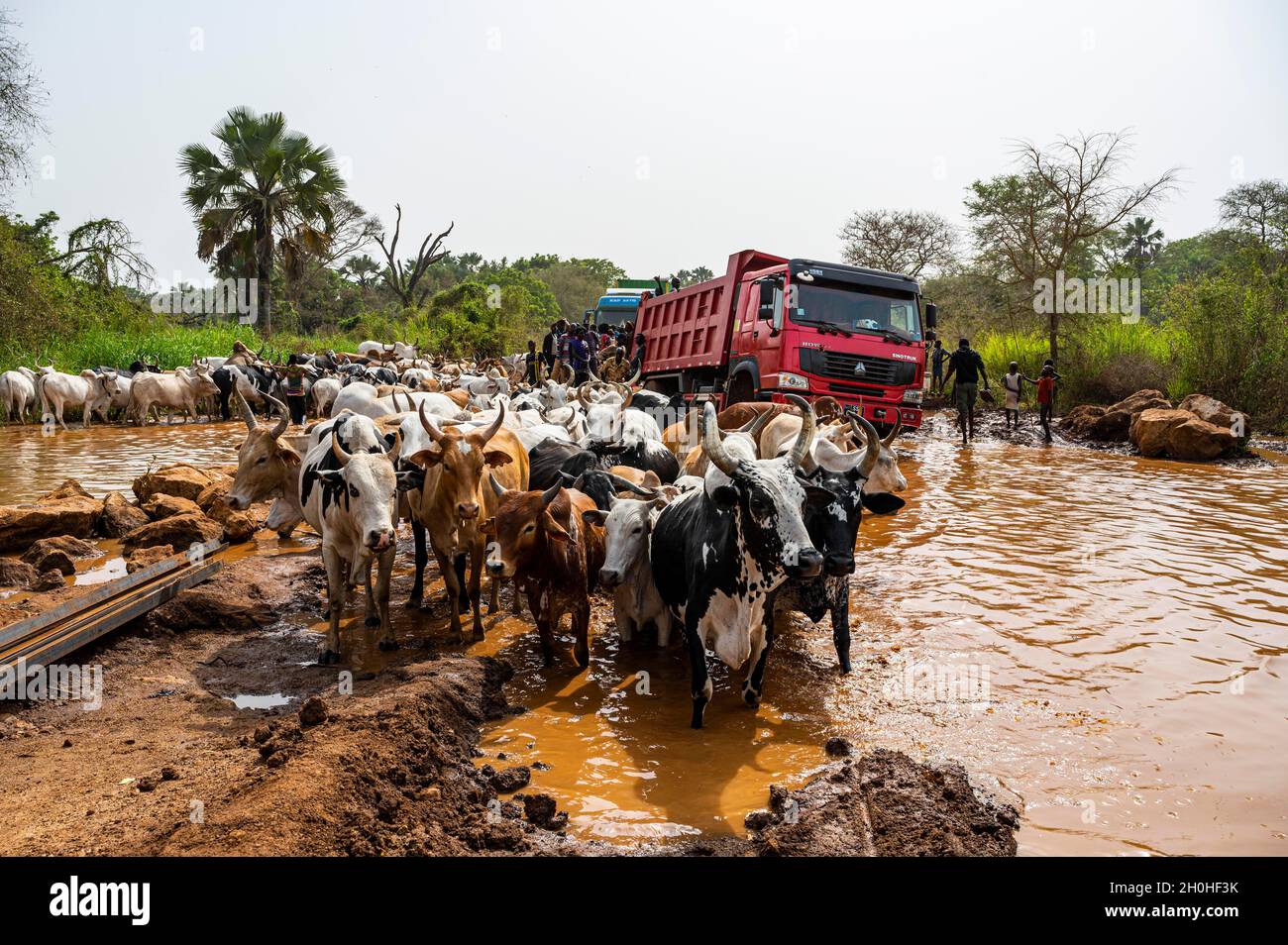 Camión atrapado en un pozo de agua mientras una manada de vacas pasa por la tribu Laarim, colinas de Boya, Equatoria Oriental, Sudán del Sur Foto de stock