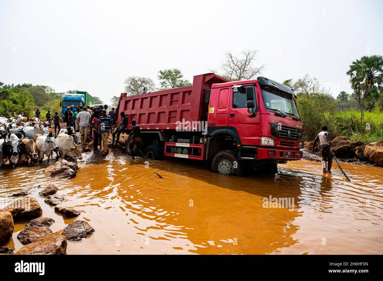 Camión atrapado en un pozo de agua mientras una manada de vacas pasa por la tribu Laarim, colinas de Boya, Equatoria Oriental, Sudán del Sur Foto de stock