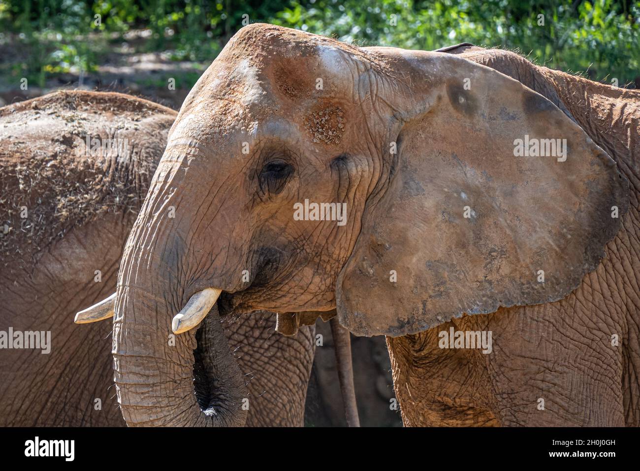 Elefantes africanos (Loxodonta africana) en la exposición del hábitat de la sabana africana del Zoo de Atlanta, cerca del centro de Atlanta, Georgia. (EE. UU.) Foto de stock