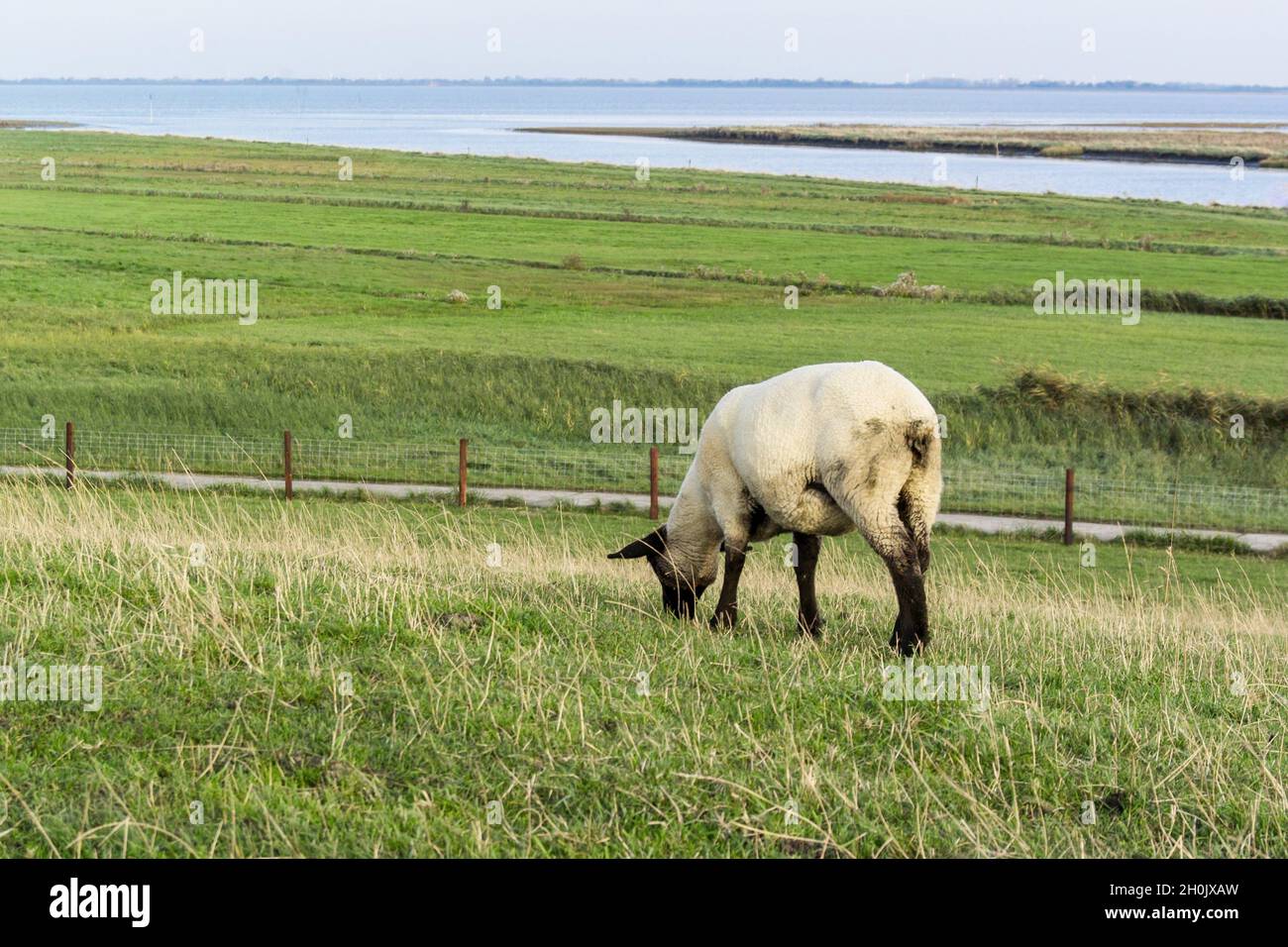 Ovejas domésticas (Ovis ammon f. aries), Humedales costeros en el Mar del Norte con ovejas de pastoreo para mantenimiento de terrenos, Alemania, Baja Sajonia Foto de stock
