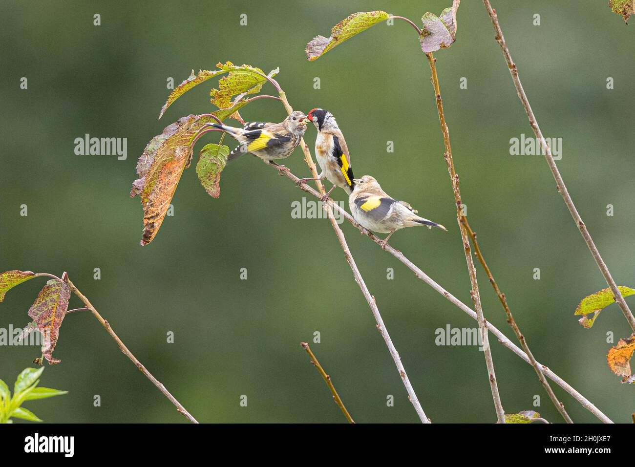 Eurasian goldfinch (Carduelis carduelis), alimenta a los ocupantes de pleno derecho, Alemania, Baviera Foto de stock