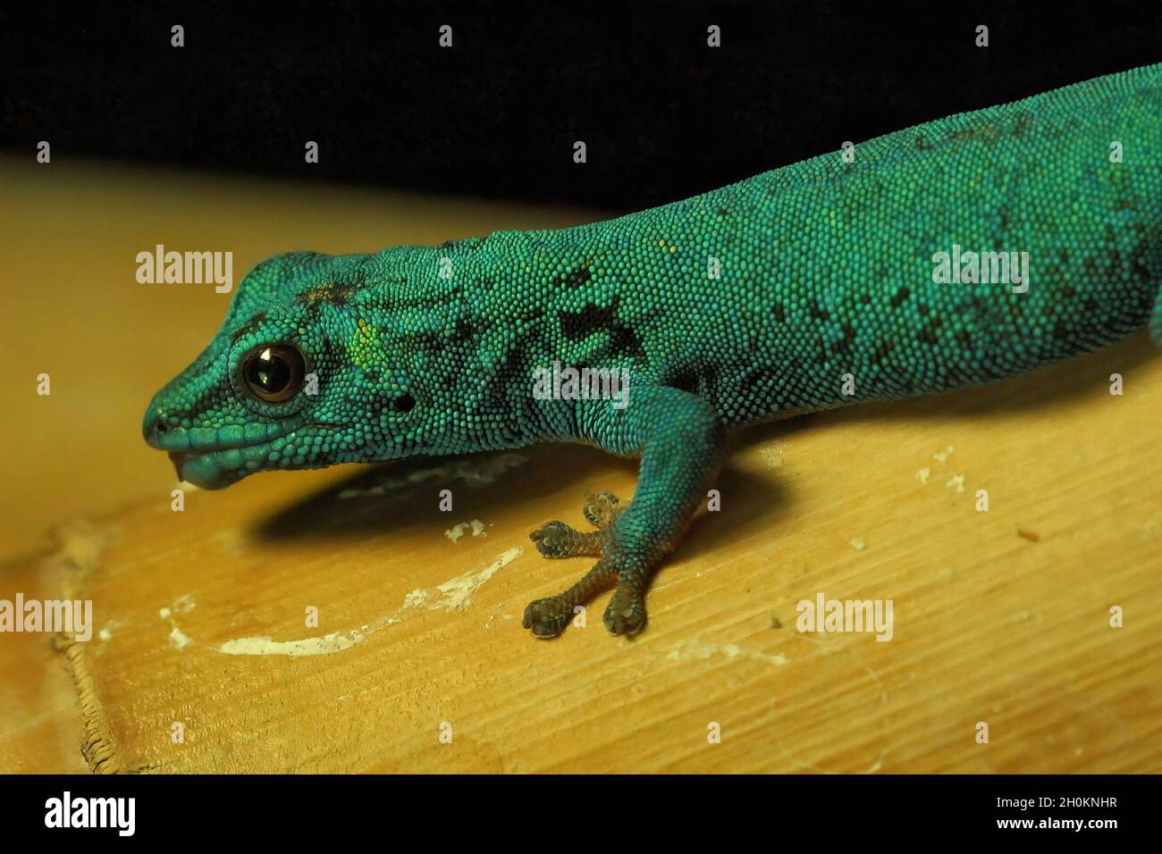 un primer plano sobre el gecko enano turquesa en peligro crítico, Lygodactylus williamsi Foto de stock