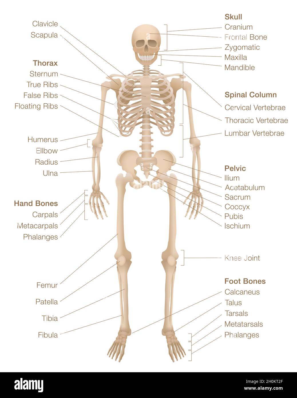 Gráfico de esqueleto humano. Sistema esquelético etiquetado con huesos con nombre, cráneo, columna vertebral, pelvis, tórax, costillas, esternón, huesos de manos y pies, clavícula. Foto de stock