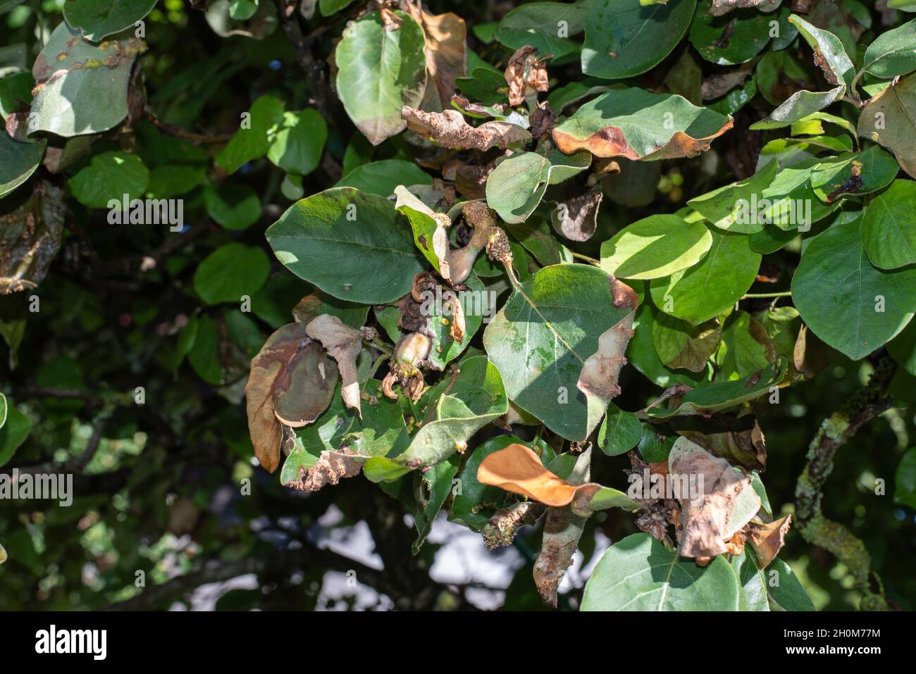primer plano de las hojas marrones infectadas de un árbol de membrillo Foto de stock