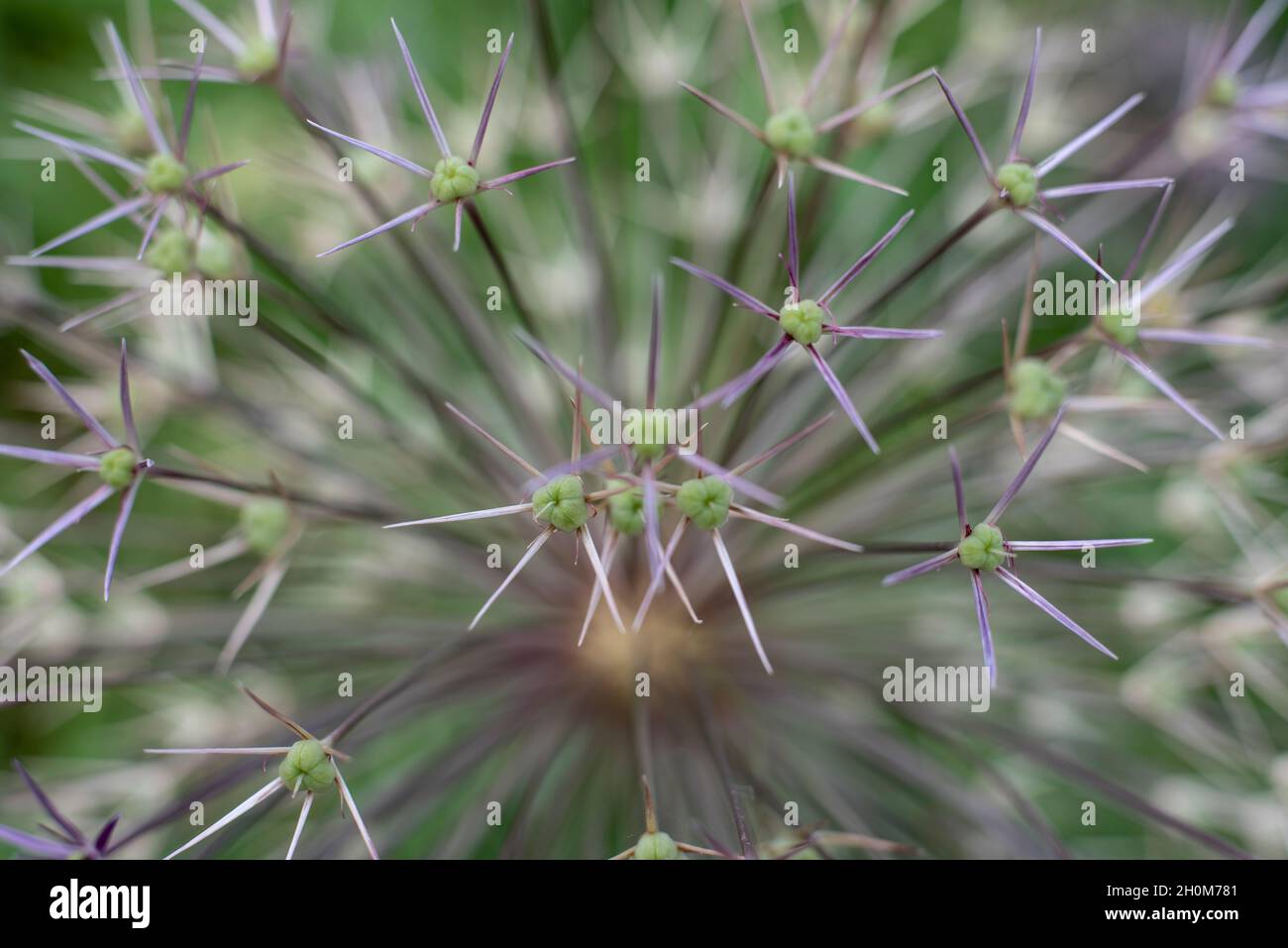 primer plano de la semilla verde de maduración de una flor ornamental de allium Foto de stock