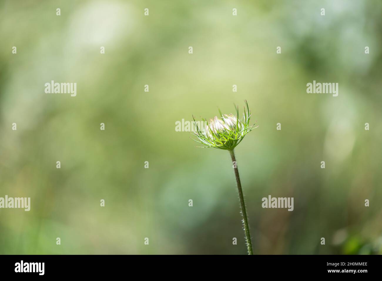 un solo cardo floreciente en fondo verde borroso Foto de stock