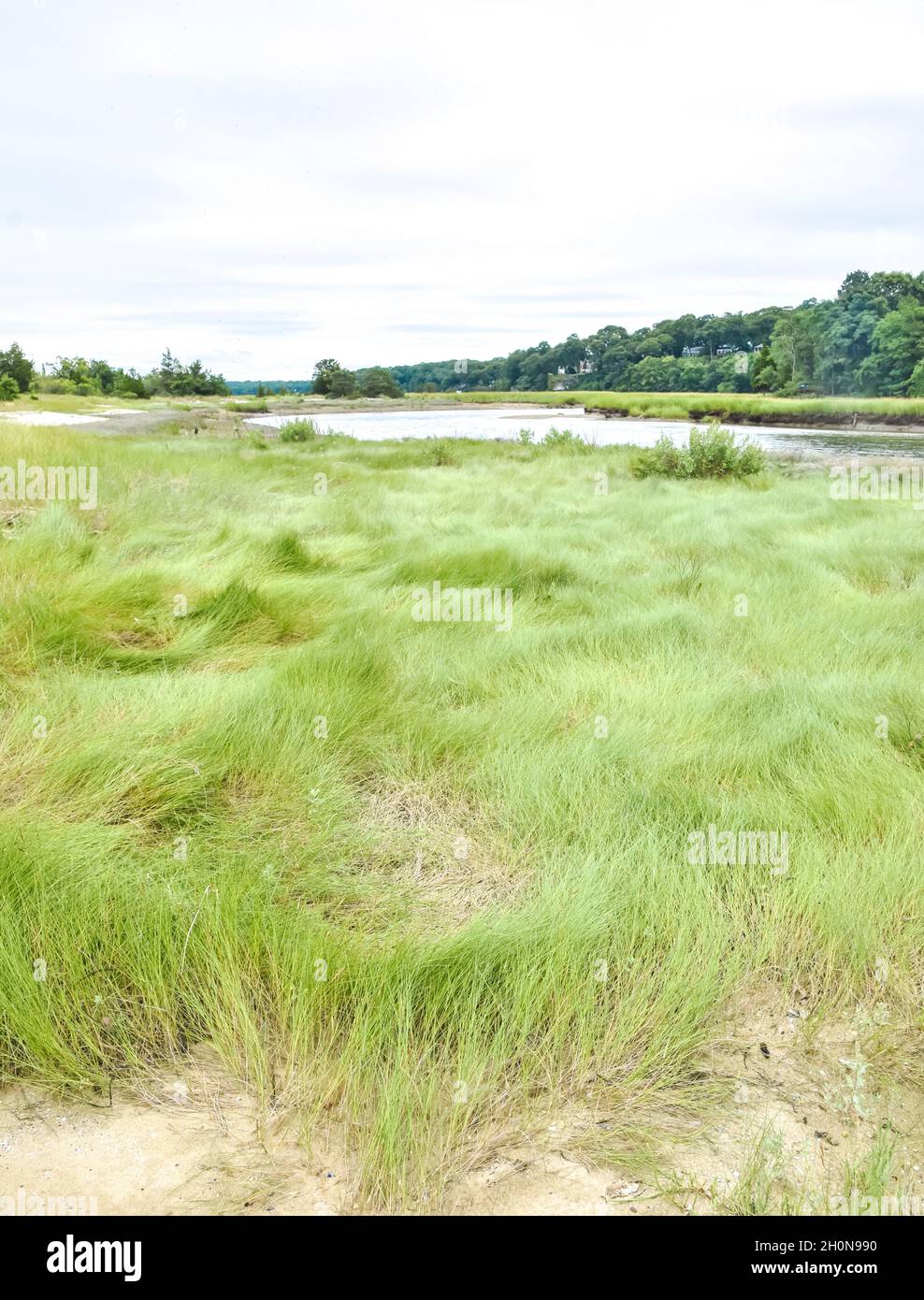 Pastos altos de pantano (Spartina patens) y spikata disticlious) en el complejo West Meadow Marsh en Stony Brook, Long Island, Nueva York. Foto de stock