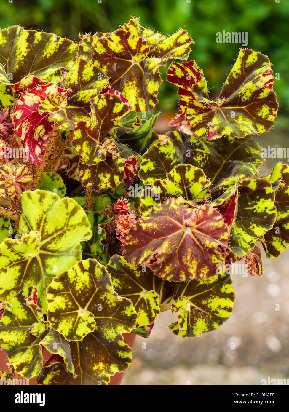 Follaje amarillo y marrón estampado de la tierna planta tipo rex begonia, Begonia 'Zumba' Foto de stock