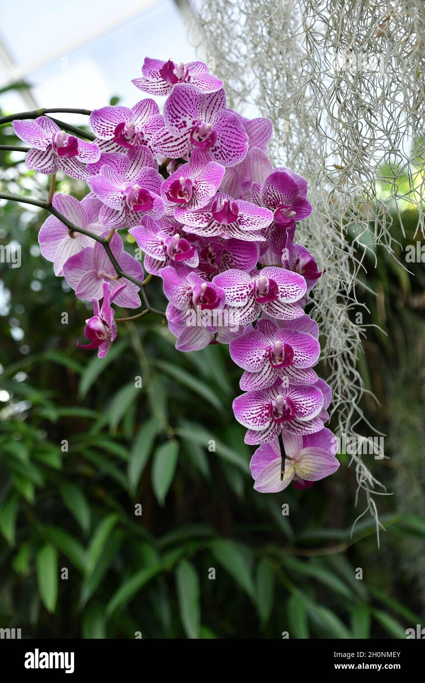 Orquideas en cascada fotografías e imágenes de alta resolución - Alamy