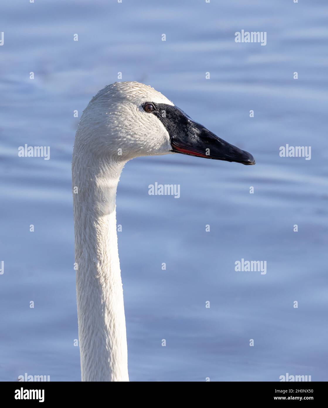 Trompeta Swan Head Retrato Foto de stock
