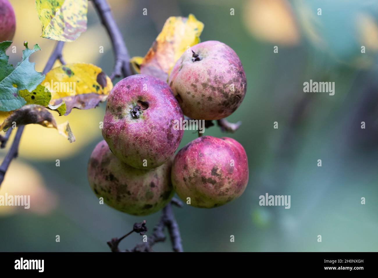Sooty blotch (Schizothyrium pomi) y Apple Scab (Venturia inaequalis) en Manzanas, Otoño Foto de stock
