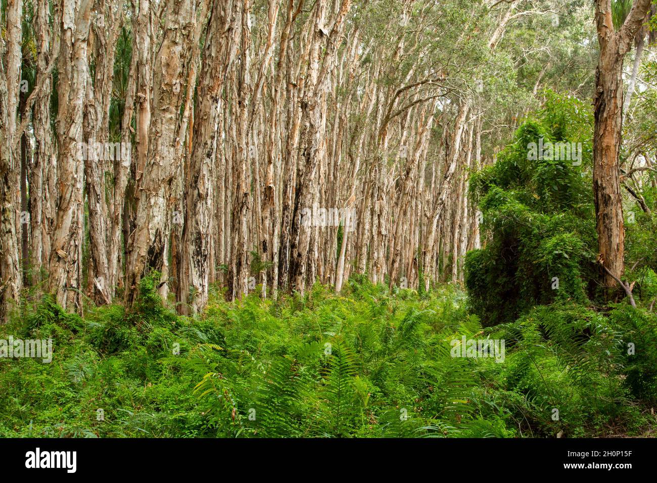 Árboles de corteza de papel en Agnes Water, Queensland. Foto de stock