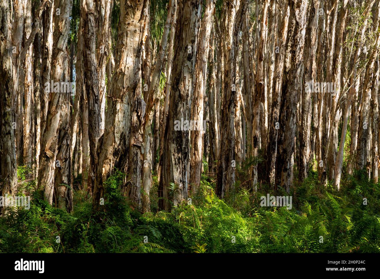 Árboles de corteza de papel en Agnes Water, Queensland. Foto de stock