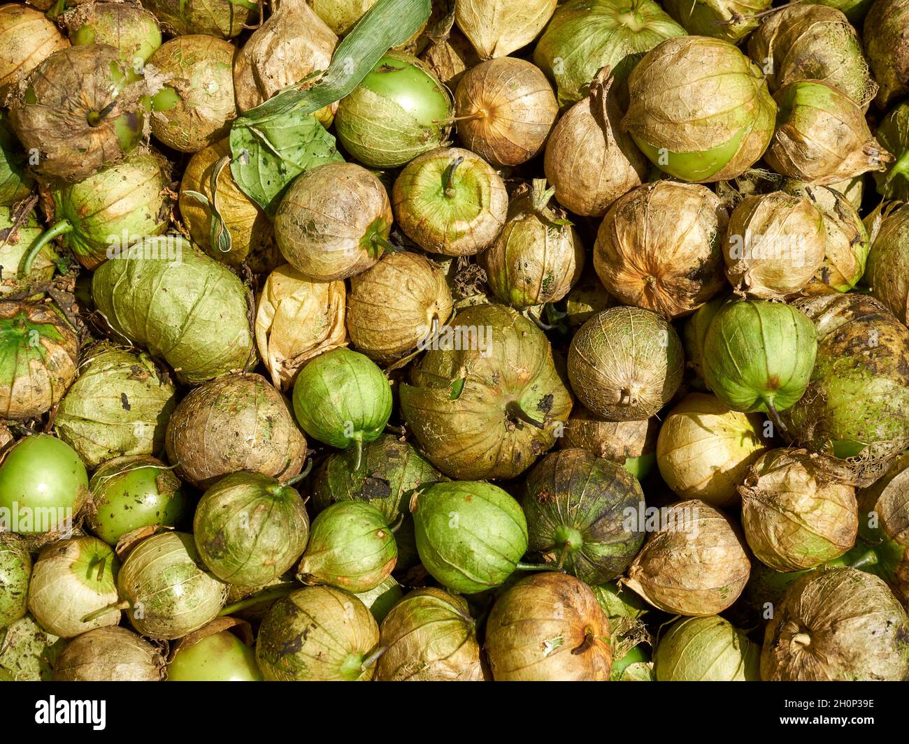 Tomatillos enteros fotografías e imágenes de alta resolución Alamy