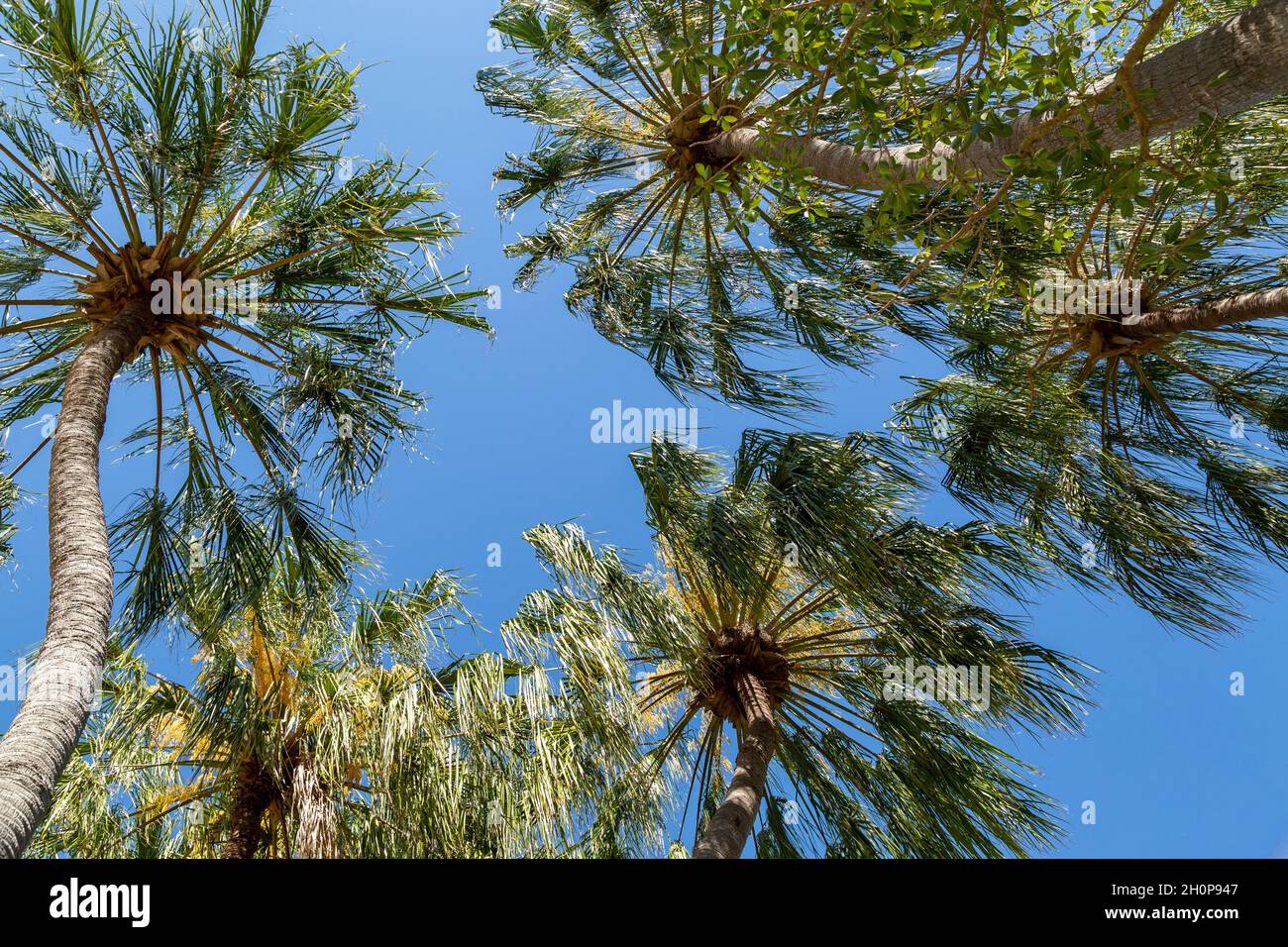 Mirando hacia arriba a las palmeras numerosas. Foto de stock