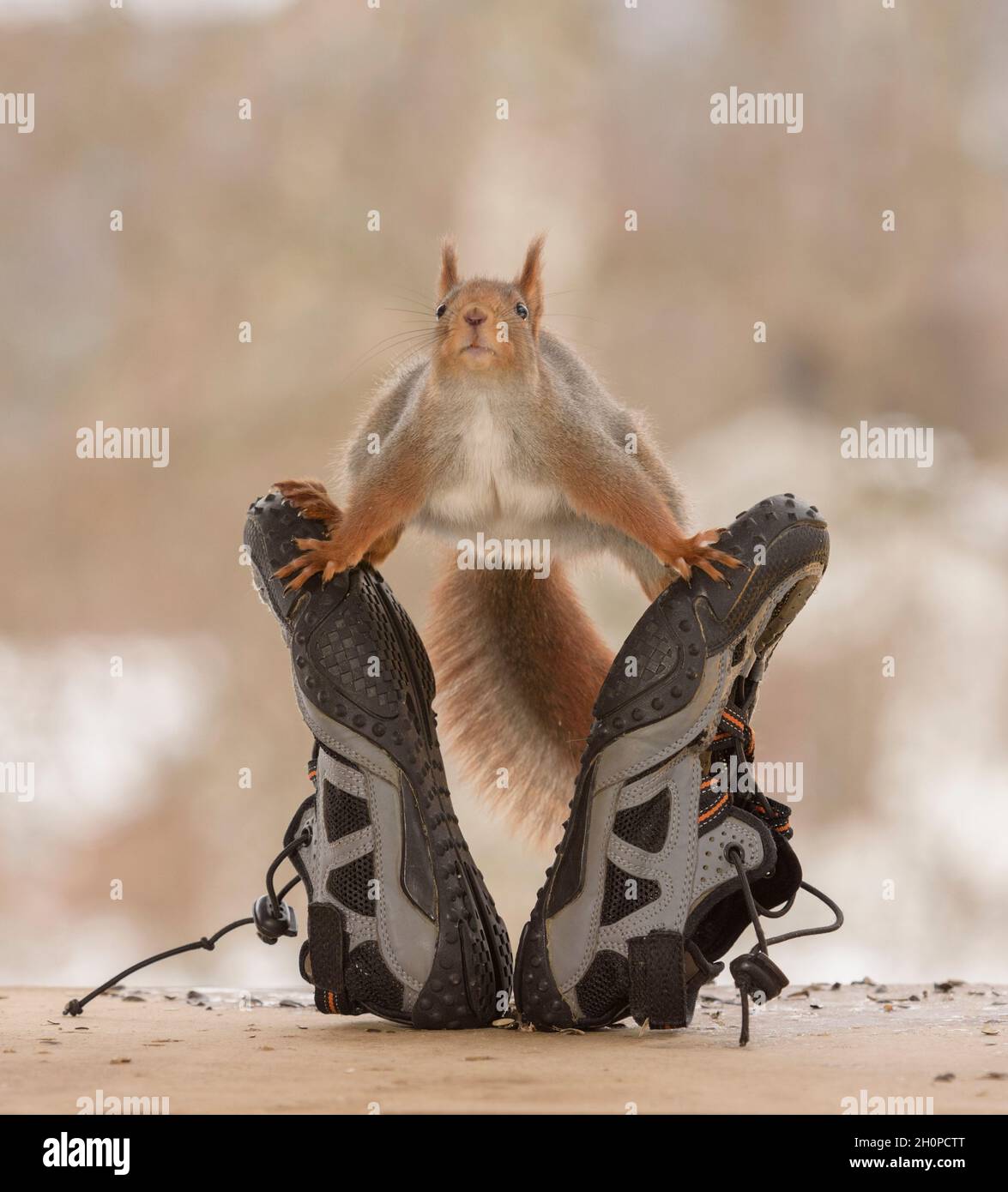 la ardilla roja está parada en los zapatos del deporte mirando al  espectador Fotografía de stock - Alamy