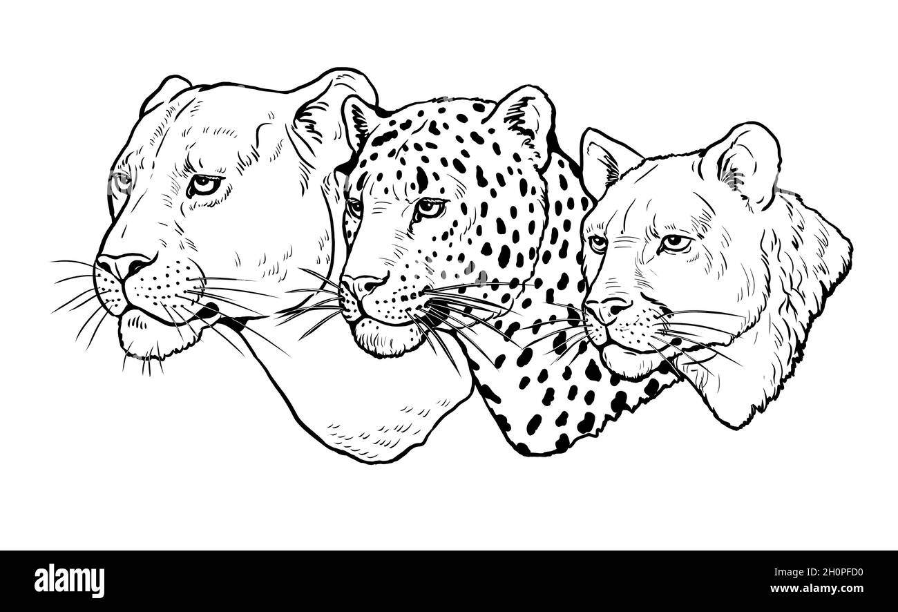social Sotavento salto Retrato de león, leopardo y puma. Plantilla digital para colorear  Fotografía de stock - Alamy