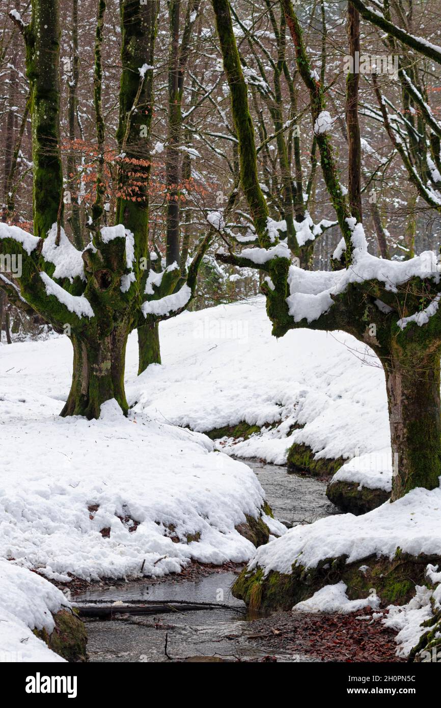 bosque de haya nevado con un arroyo que lo cruza Foto de stock