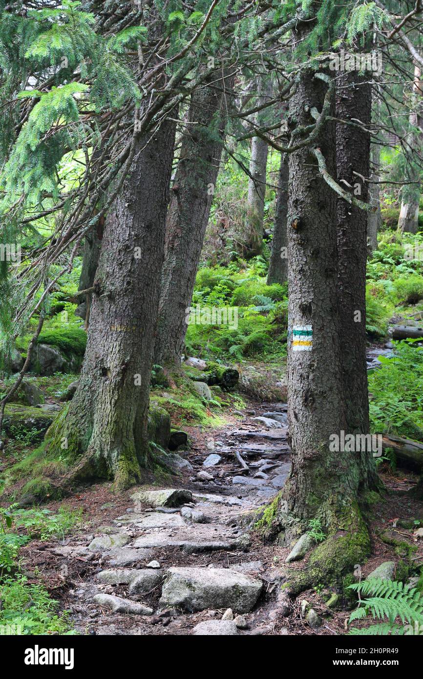 Senderismo en Tatry - sendero marcado a través del bosque en las montañas de Tatra, Polonia. Foto de stock