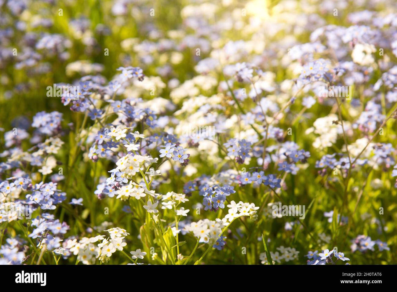 Pequeñas flores blancas y azules Foto de stock