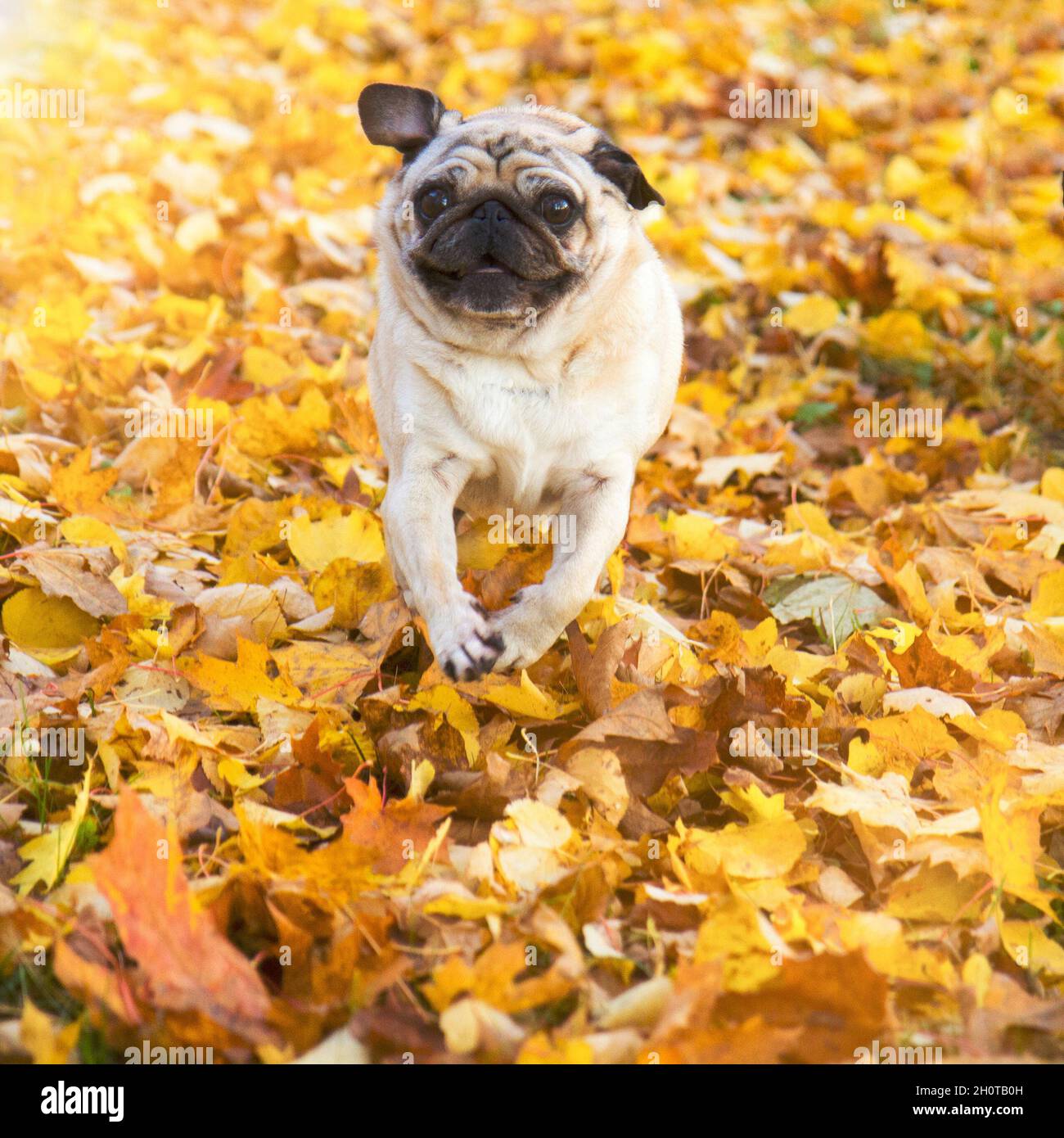 perro pug en el parque de otoño Foto de stock
