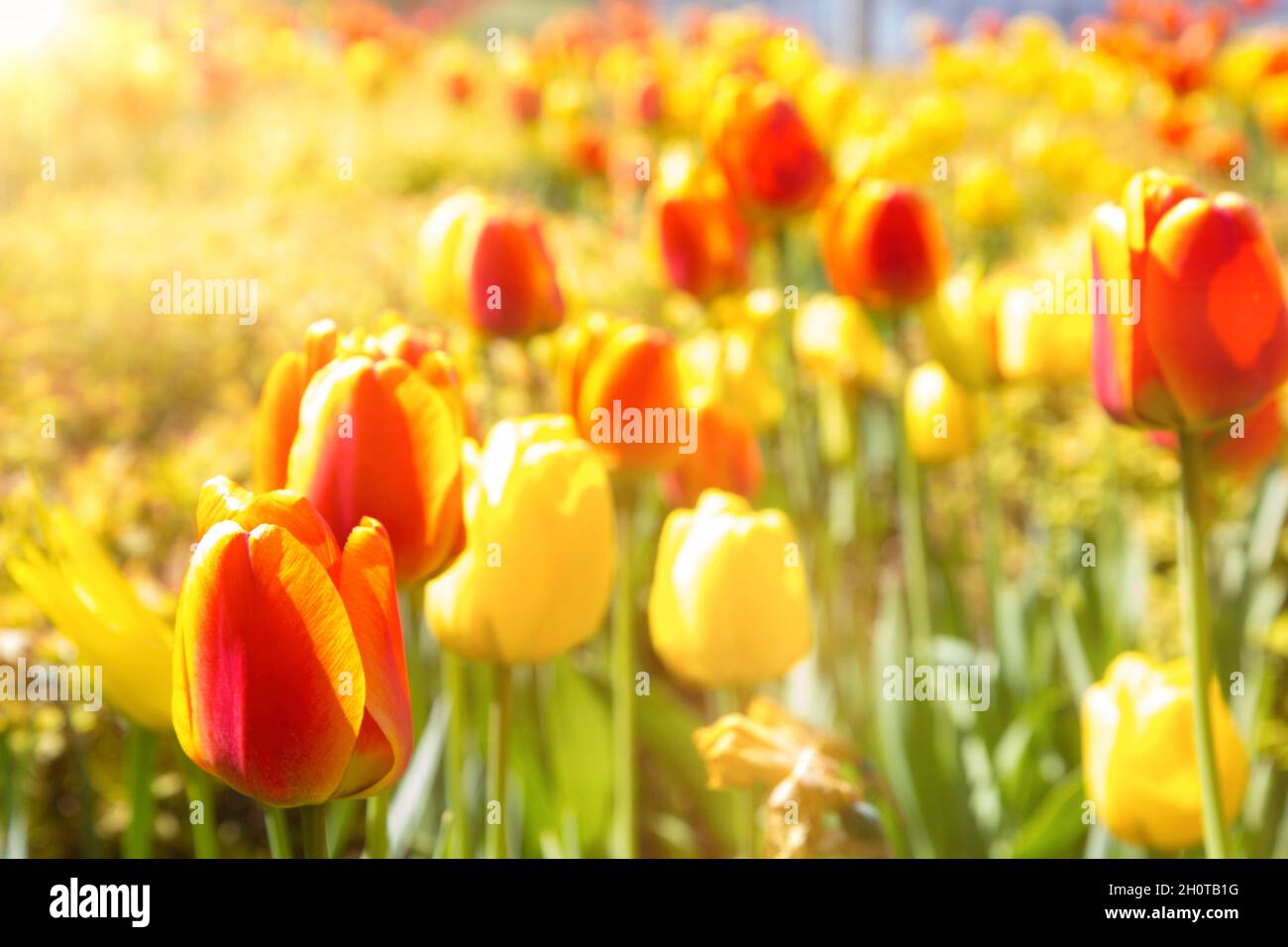 tulipanes en el parque de la ciudad Foto de stock