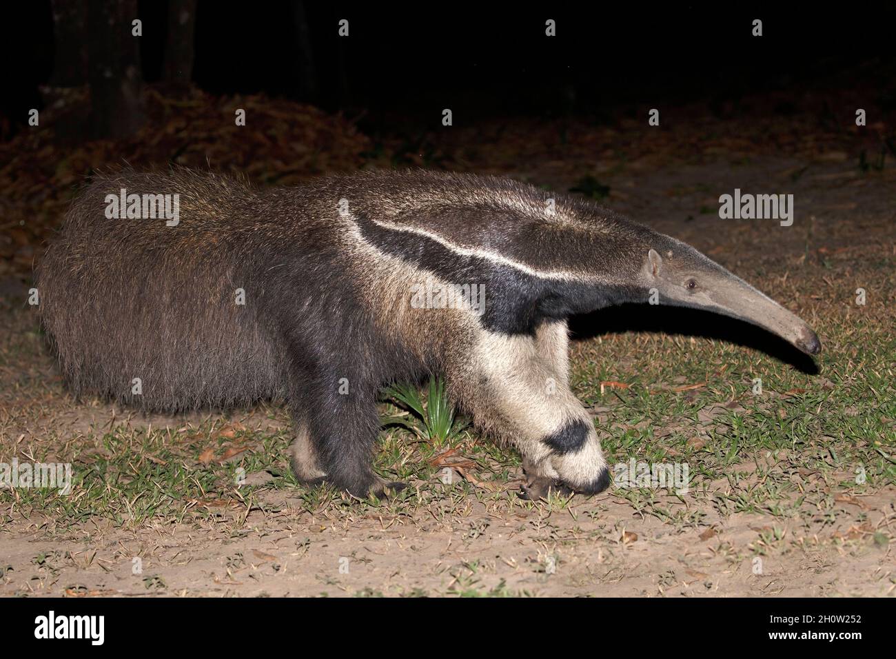 Gigante Anteater, Pouso Alegre, MT, Brasil, septiembre de 2017 Foto de stock