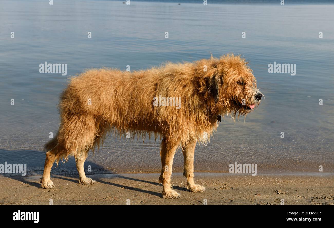Perrito de mascota húmedo desaliñado después de un baño en la playa Wilkins en Kempenfelt Bay Barrie Canadá Foto de stock