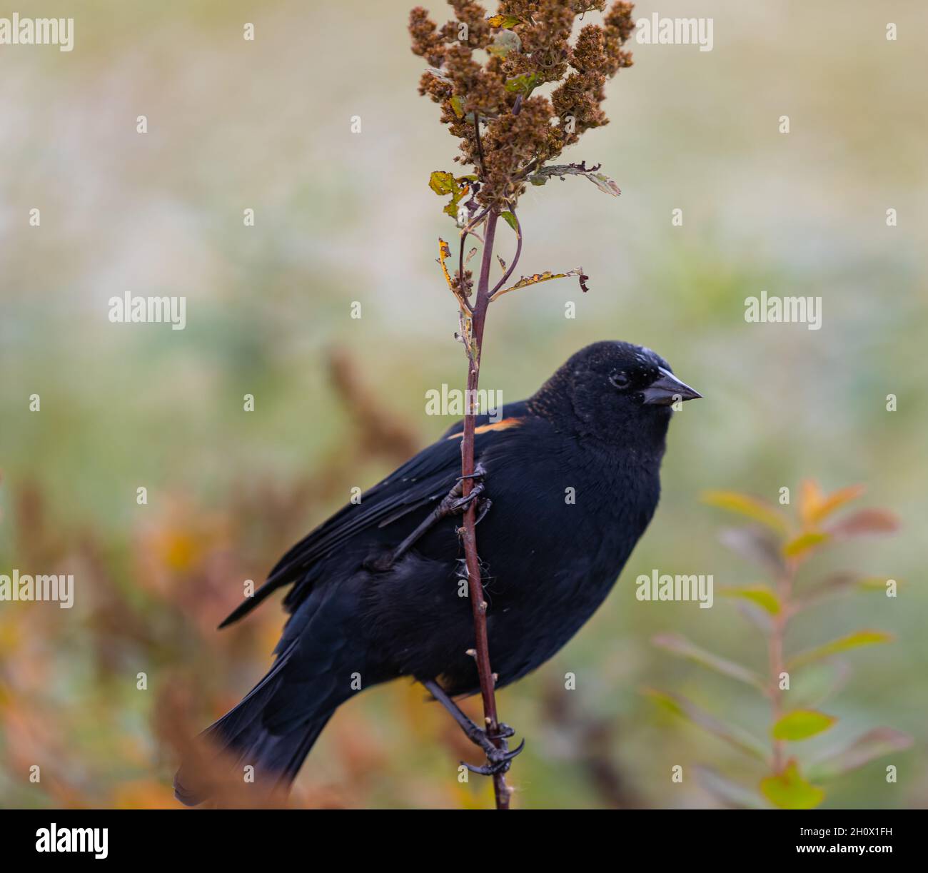 El pájaro negro de alas rojas se sienta en la rama de una planta. Temporada de otoño. Vista de la calle, foto de viaje, ornitología de la foto del concepto Foto de stock