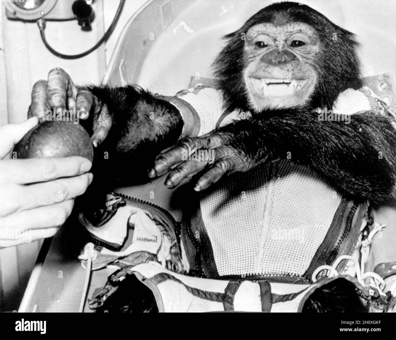 (31 de enero de 1961) --- Vista de cerca del chimpancé 'Ham', el sujeto de prueba en vivo para el vuelo de prueba Mercury-Redstone 2 (MR-2), tras su exitosa recuperación del Atlántico. El vuelo MR-2 suborbital de 420 millas por el primado de 37 libras fue un logro significativo en la ruta estadounidense hacia el vuelo espacial tripulado. Foto de stock