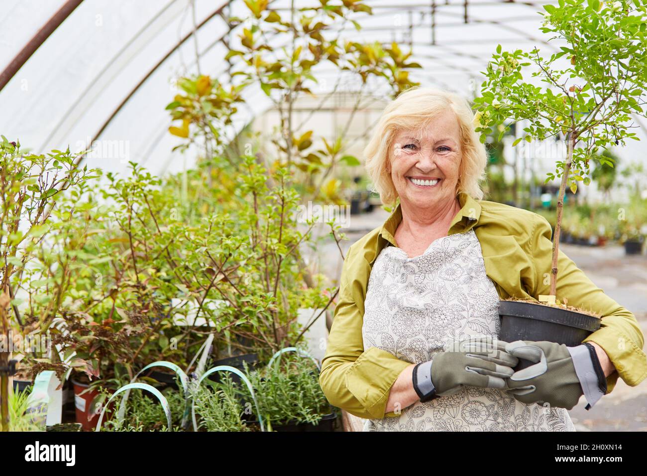 Plantas decorativas de jardín fotografías e imágenes de alta resolución -  Alamy