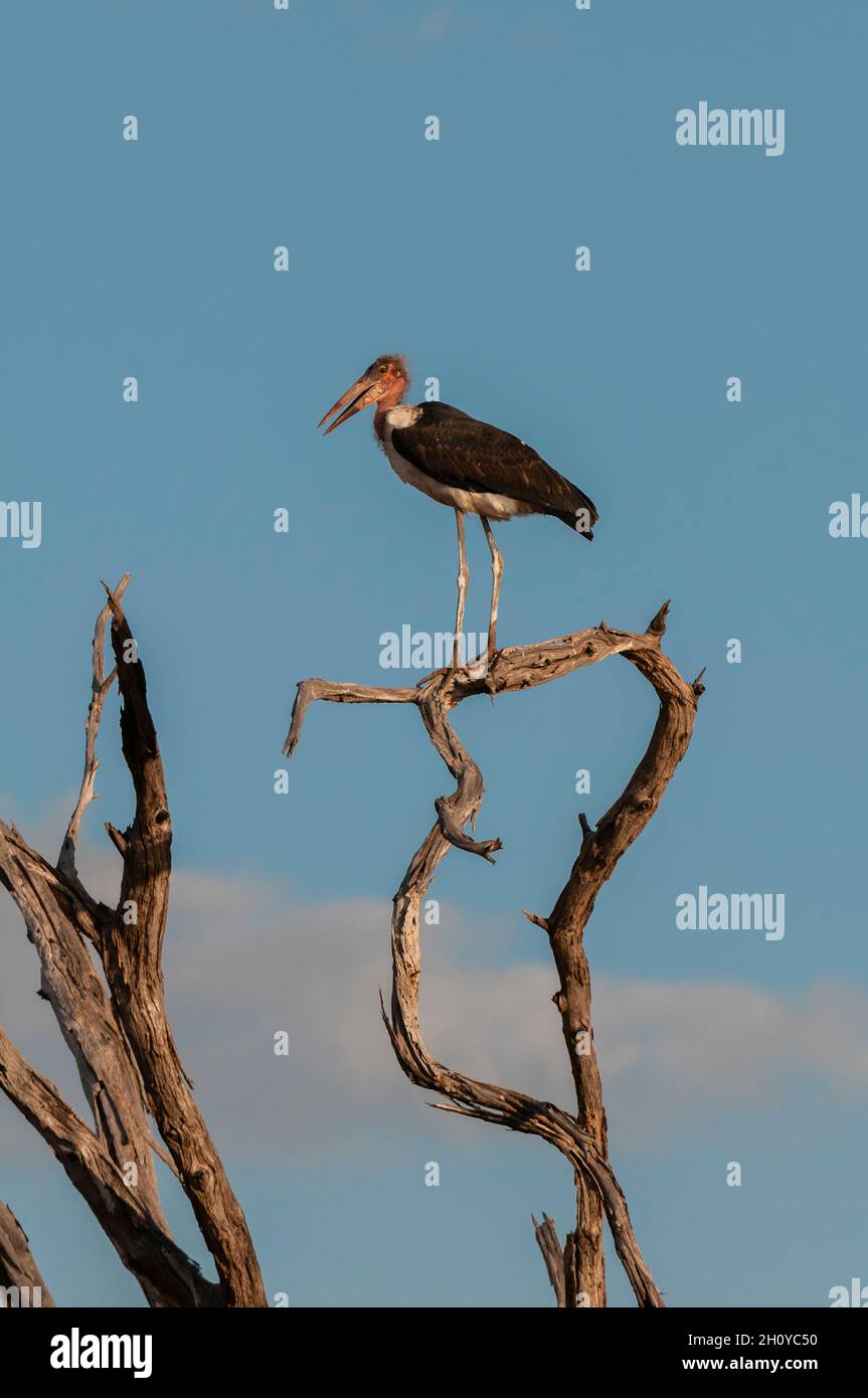 Una cigüeña marabú, Leptoptilos crumeniferus, encaramada en la cima de