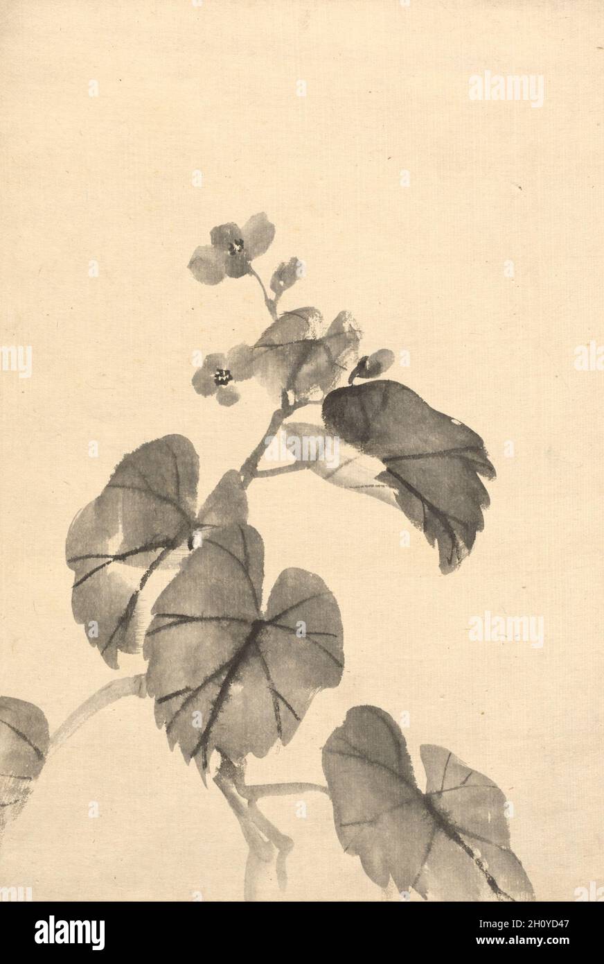 Rama de Begonia en Bloom, c. 1880-95. Atribuido a Kono Bairei (japonés,  1844-1895). Tinta sobre papel; hoja: 39,4 x 26,7 cm (15 1/2 x 10 1/2 pulg  Fotografía de stock - Alamy