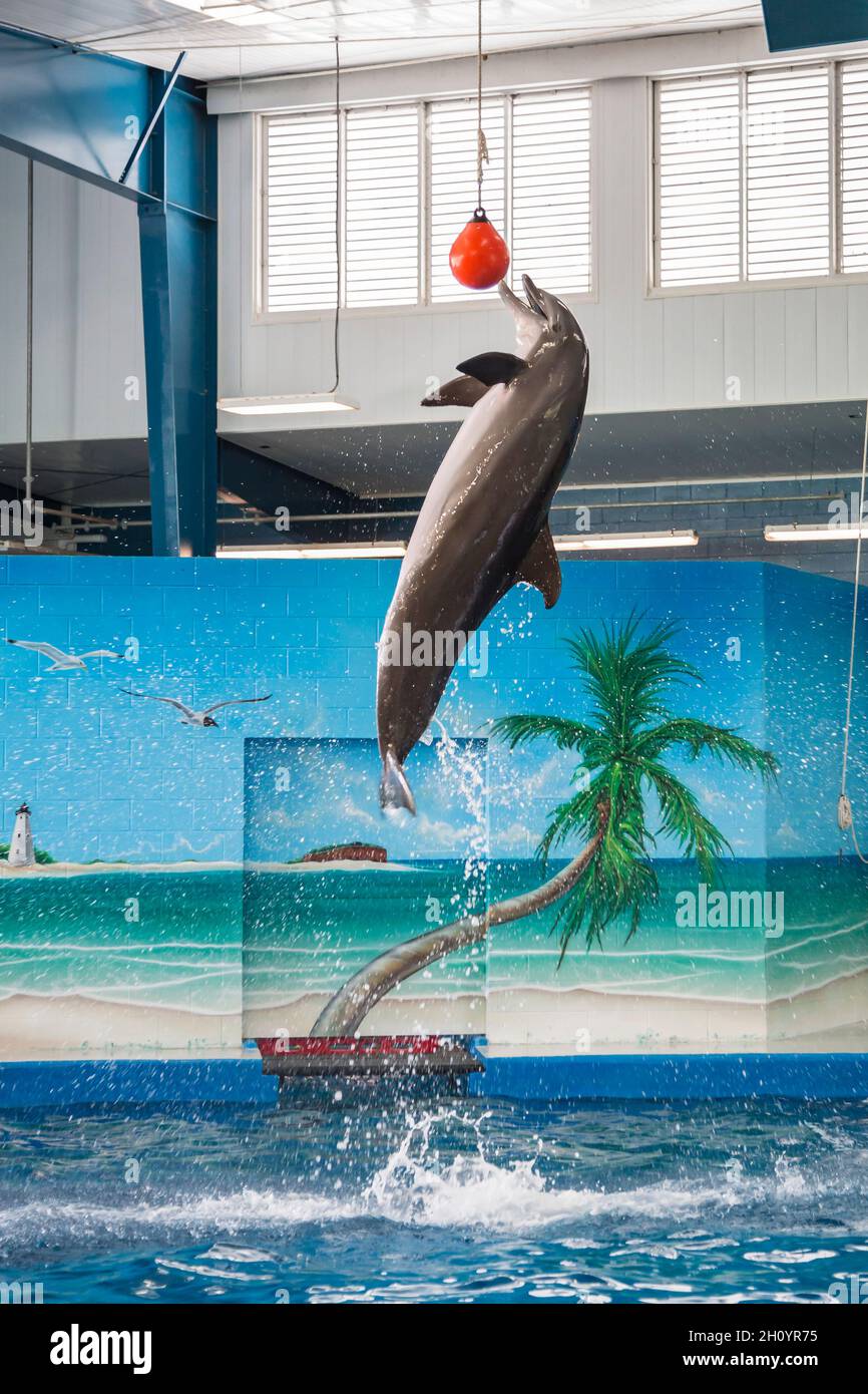 Saltos con delfines para tocar una pelota elevada durante el espectáculo en Ocean Adventures Marine Park en Gulfport, Mississippi Foto de stock