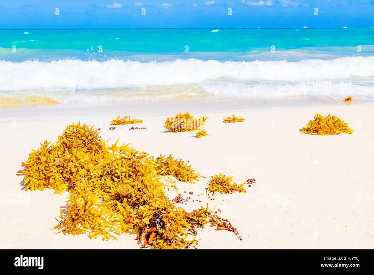 Sargazo de algas rojas amarillas en la playa tropical mexicana 88 Punta Esmeralda en Playa del Carmen México. Foto de stock