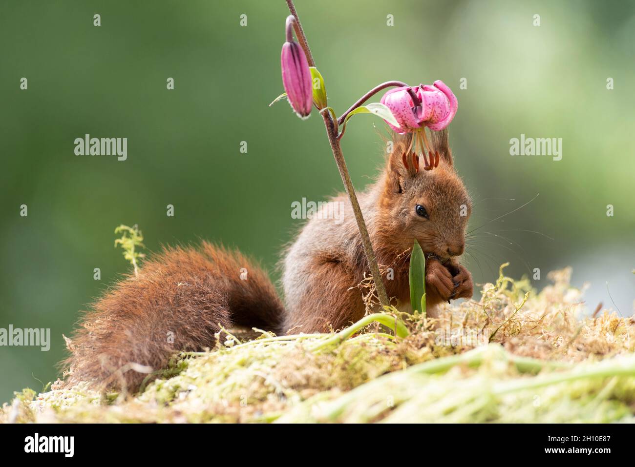 La joven ardilla roja está de pie bajo una flor de Lilium martagon Foto de stock