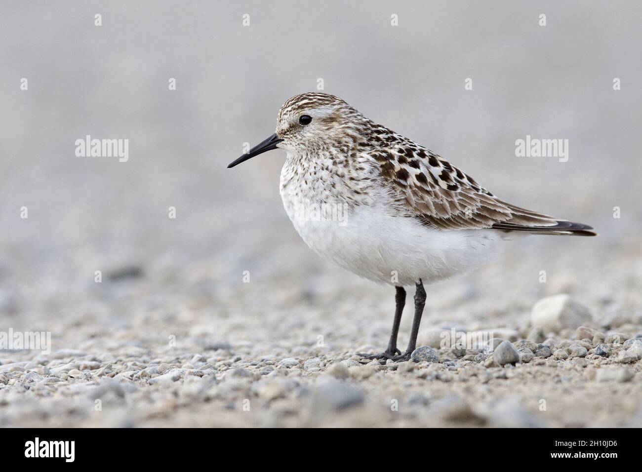 Baird's Sandpiper Calidris bairdii Foto de stock