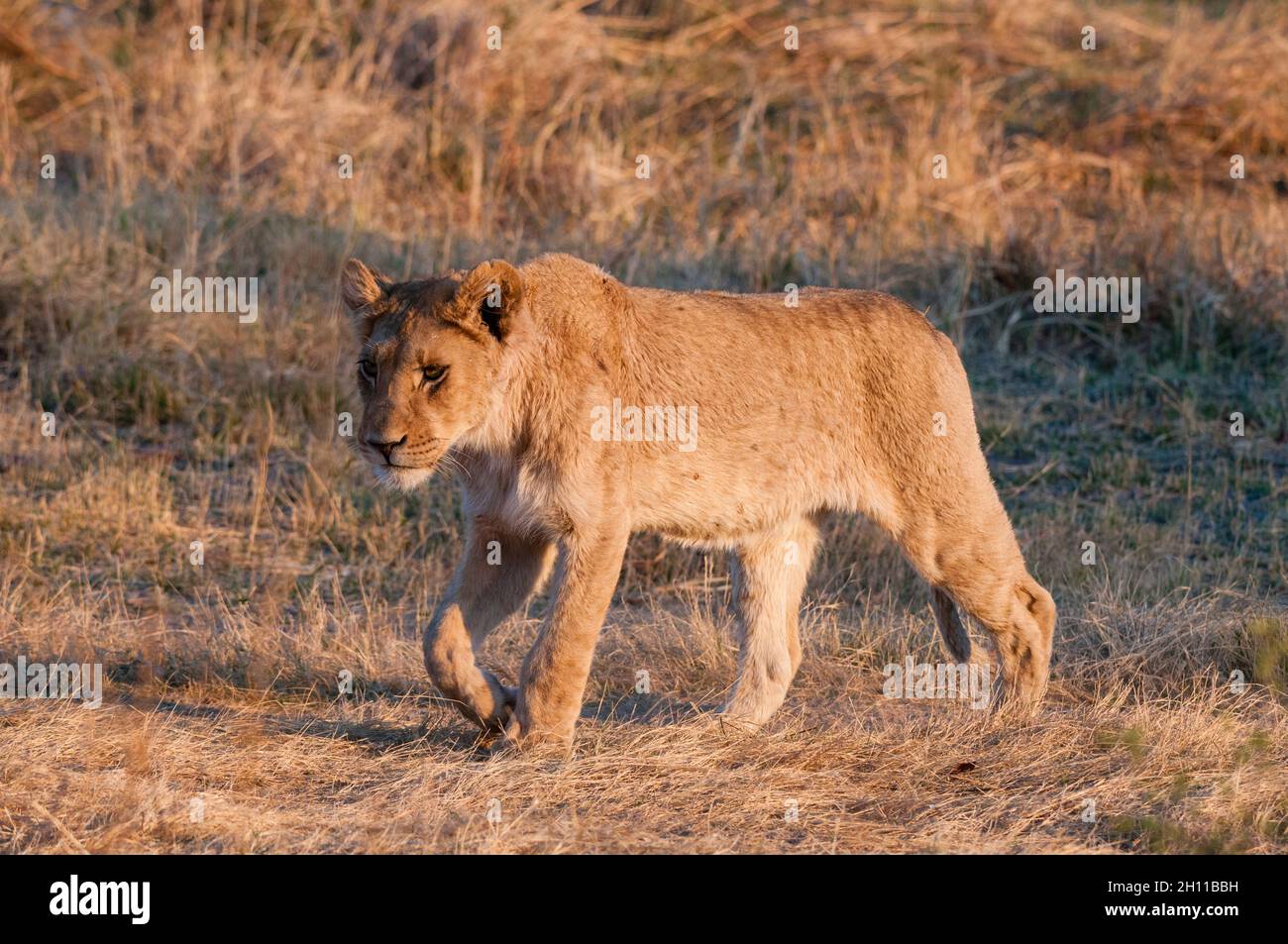 Retrato de un león joven, Panthera leo, caminando. Delta de Okavango, Botswana. Foto de stock