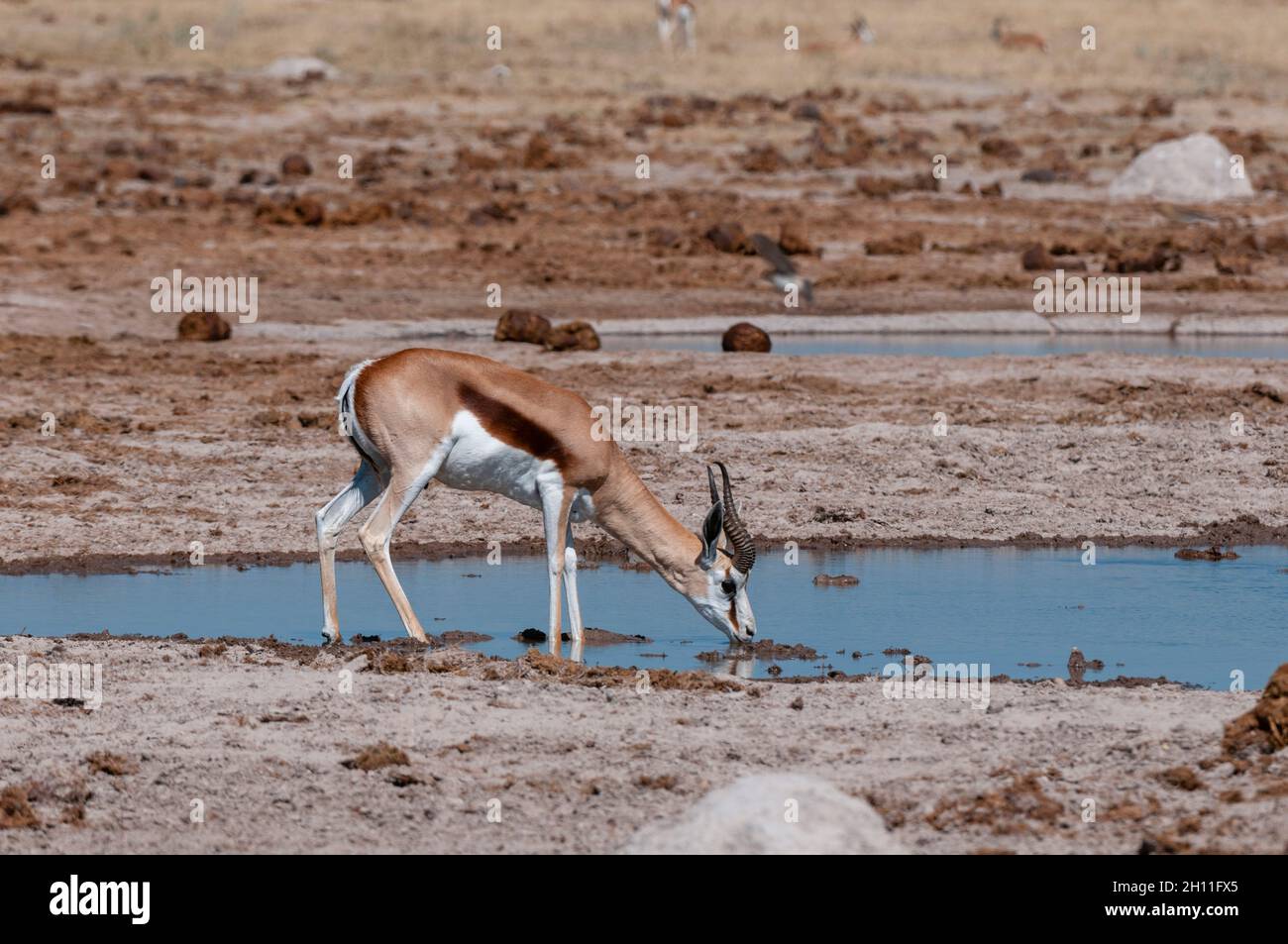 Un trampolín, Antidorcas marsupialis, bebiendo en un pozo de agua. Parque Nacional Nxai Pan, Botswana. Foto de stock
