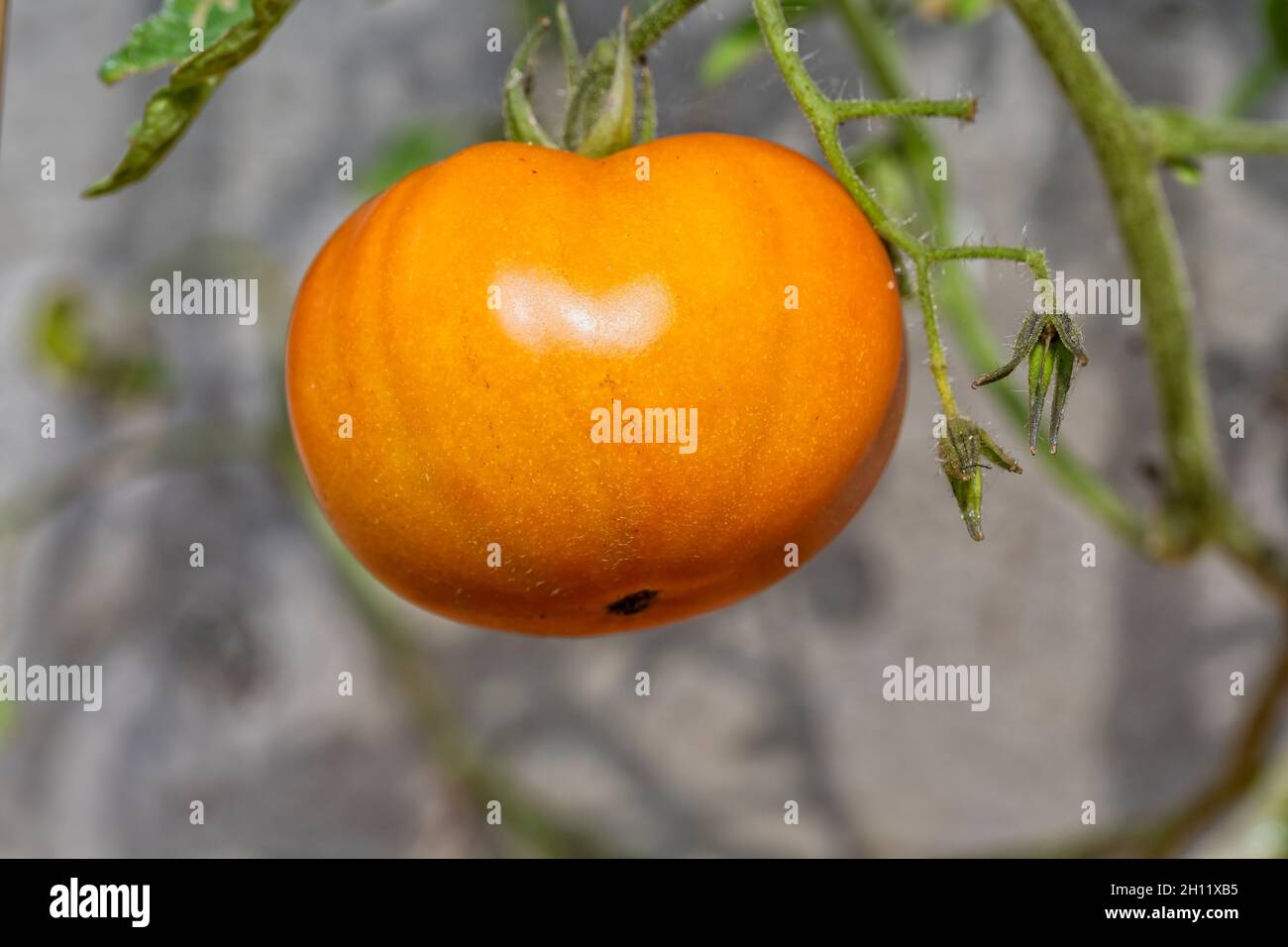 Un tomate orgánico que está acabando la maduración Foto de stock