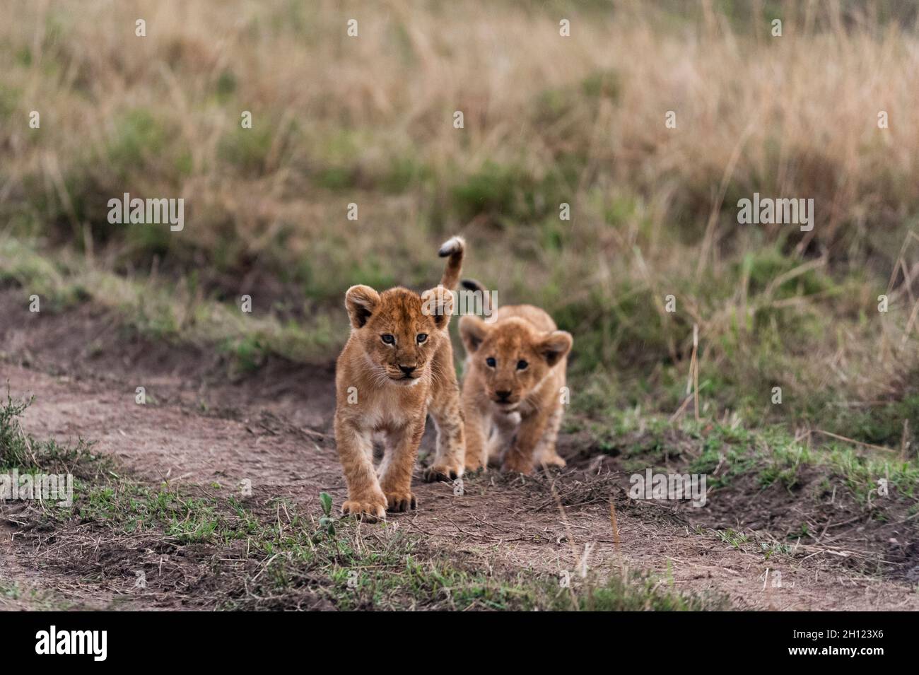 Dos cachorros de tres meses de edad, Panthera leo, jugando. Reserva Nacional Masai Mara, Kenia. Foto de stock