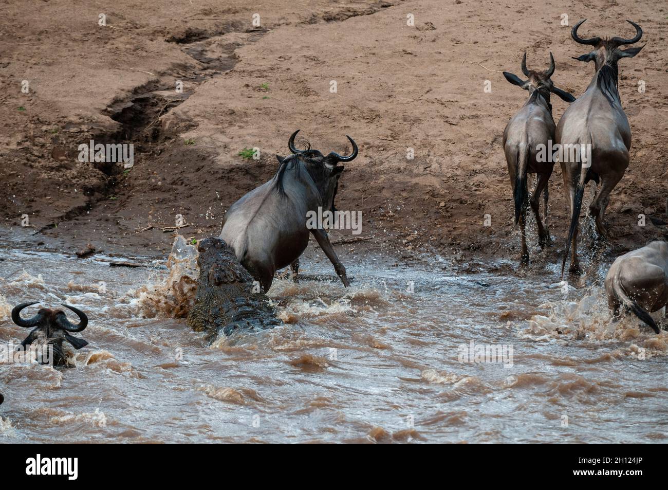 Un cocodrilo del Nilo, el cocodrilo niloticus, atacando a un salvaje, Connochaetes taurinus, cruzando el río Mara. Río Mara, Reserva Nacional de Masai Mara Foto de stock