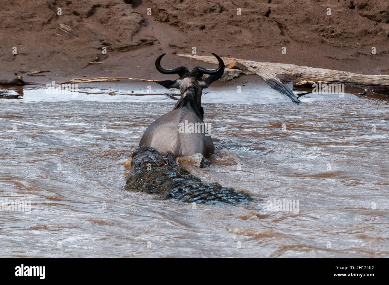 Un cocodrilo del Nilo, el cocodrilo niloticus, atacando a un salvaje, Connochaetes taurinus, cruzando el río Mara. Río Mara, Reserva Nacional de Masai Mara Foto de stock