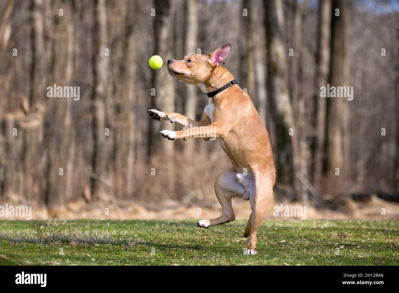 Un perro de raza mixta Retriever saltando para atrapar una pelota en el aire Foto de stock