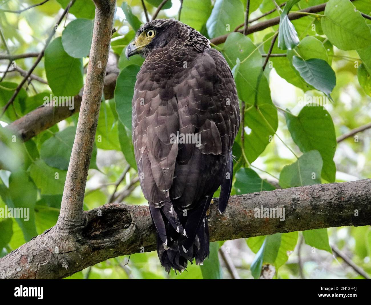 Vista del águila serpiente de Madagascar encaramada en la rama Fotografía  de stock - Alamy