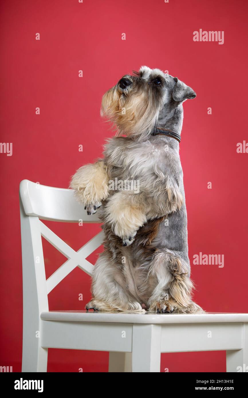 El perro schnauzer en miniatura se sienta en sus patas traseras sobre una  silla blanca Fotografía de stock - Alamy