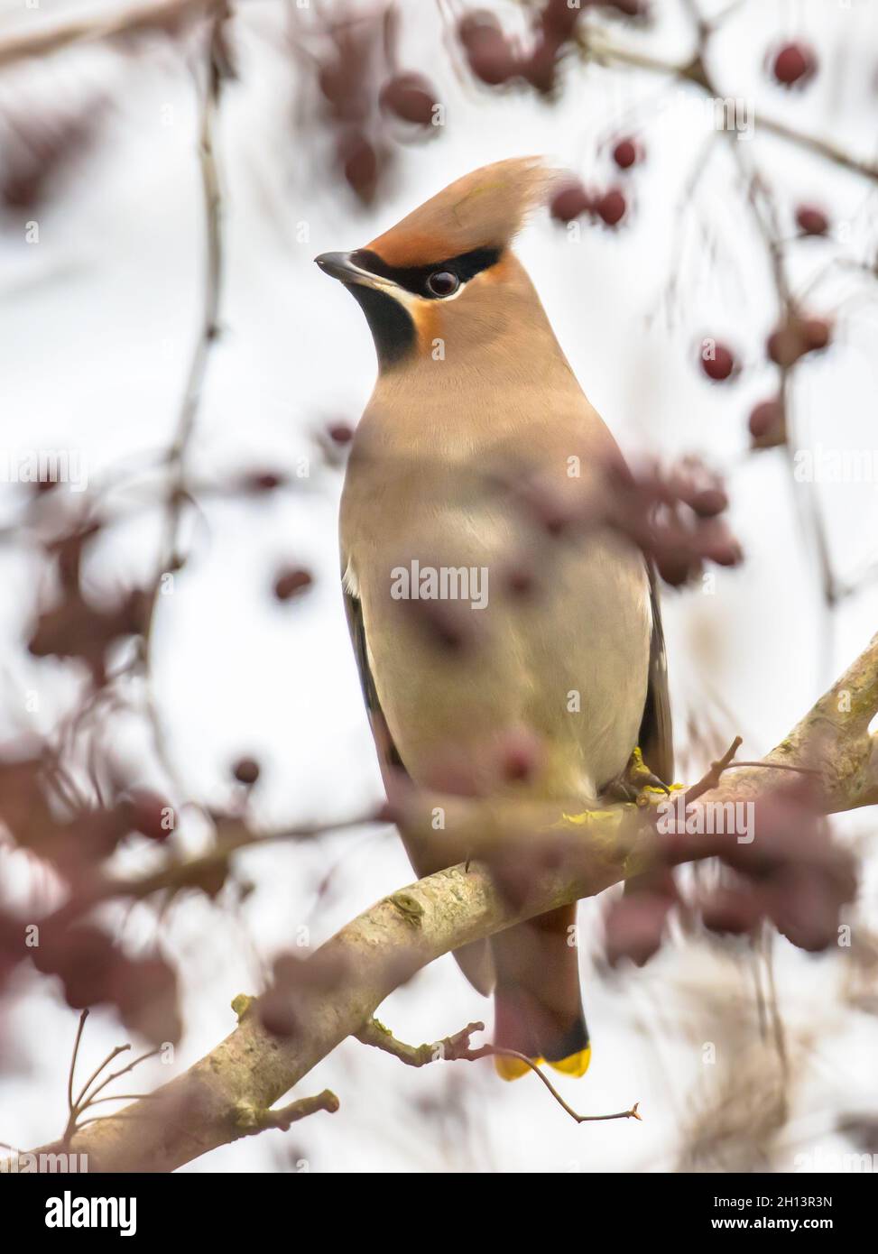 El ala de cera bohemia (Bombycilla garrulus) es un ave paseriforme de tamaño medio. Se cría en el norte de Europa y en invierno puede migrar hasta el sur Foto de stock