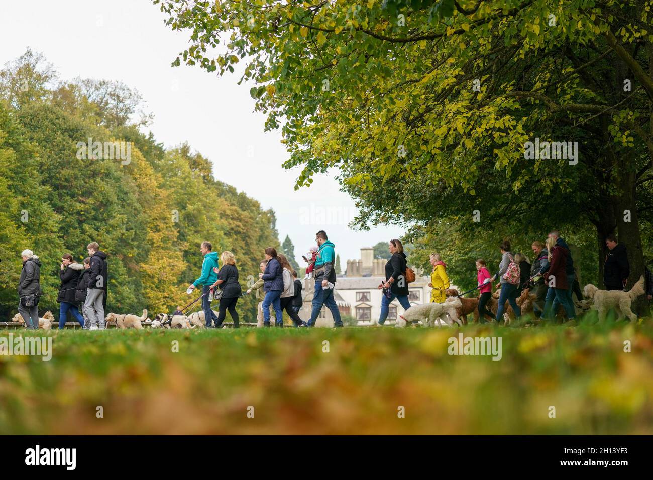 La gente camina perros a través de Coombe Abbey Country Park mientras los árboles muestran el color otoñal, en Coventry, Warwickshire. Fecha de la foto: Sábado 16 de octubre de 2021. Foto de stock