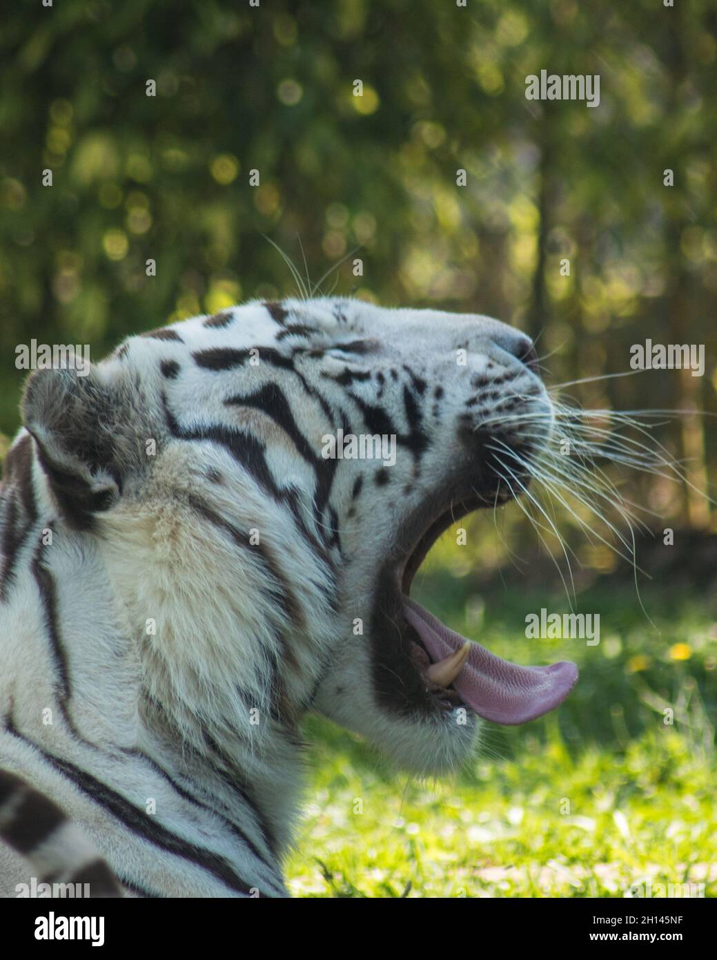 Tigre de Bengala blanco con el nombre científico 'Panthera tigris tigris'  Fotografía de stock - Alamy