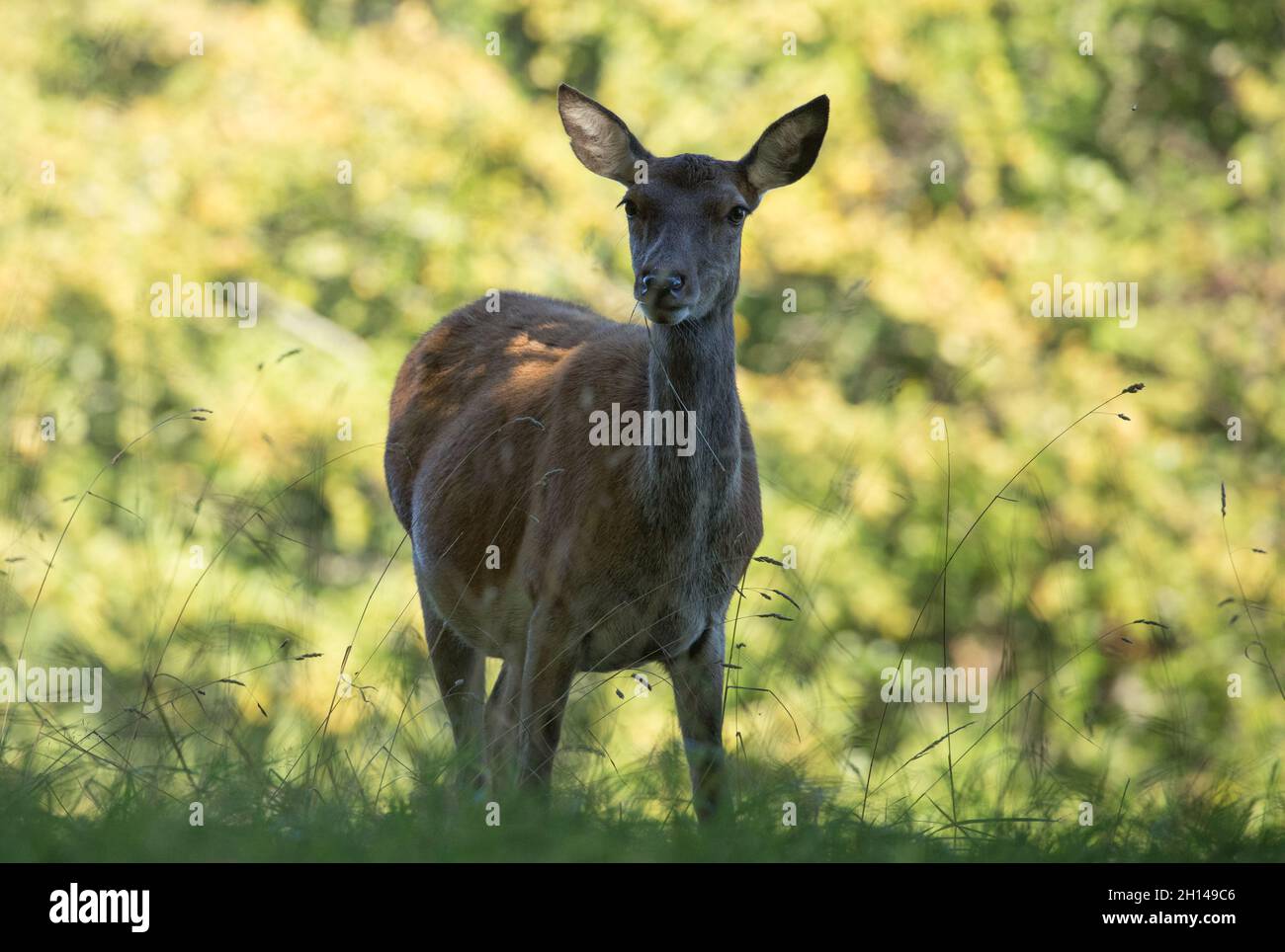 Deer, Studley Royal Deerpark, North Yorkshire Foto de stock